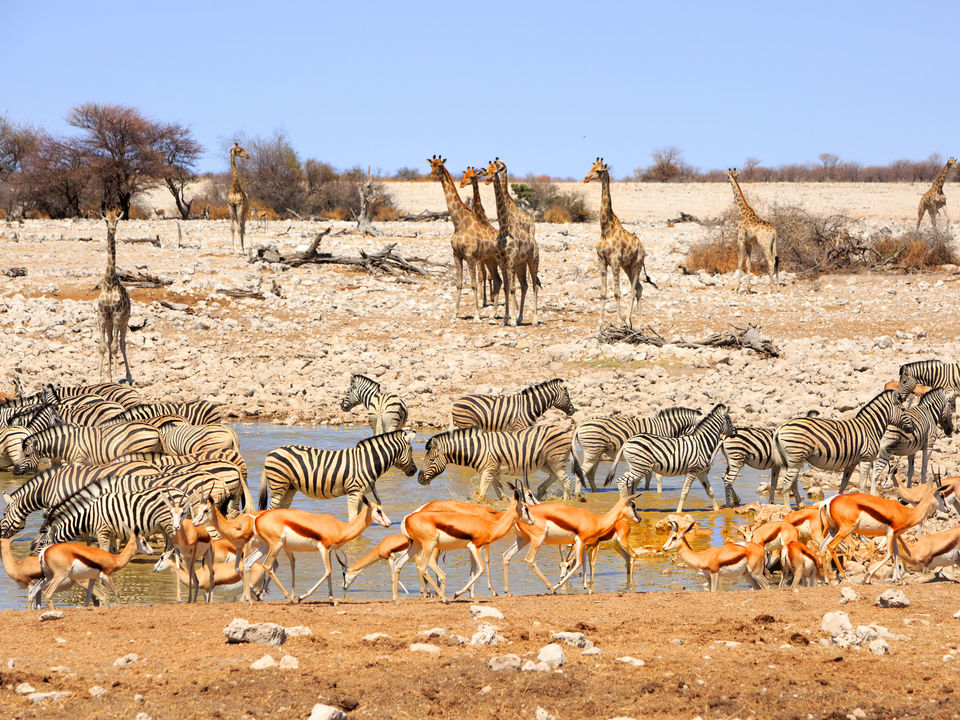Etosha Namibie ()